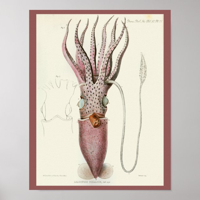 Squid Purple Cephalopod Sea Creatures Art Print (Front)