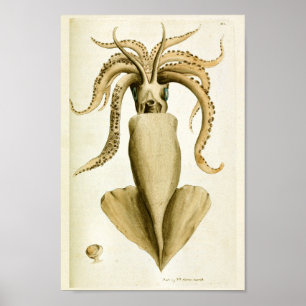 Squid Vintage Cephalopod Sea Creatures Art Print