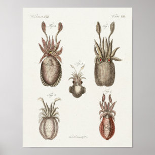 Squid Vintage Cephalopod Sea Creatures Art Print