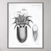 Squid Vintage Cephalopod Sea Creatures Art Print