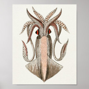 Squid Vintage Cephalopod Sea Creatures Art Print