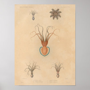 Squid Yellow Blue Vintage Sea Creatures Art Print