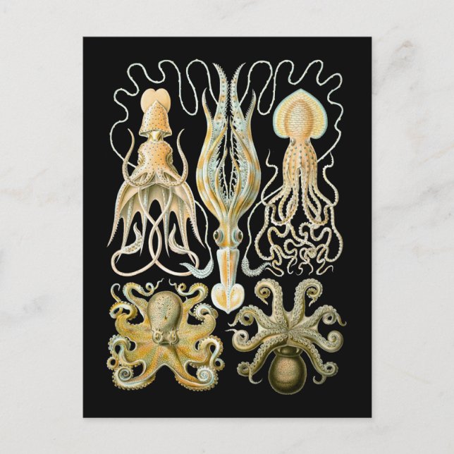 Squids and Octopods Postcard (Front)