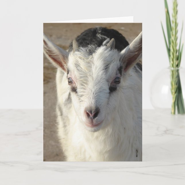 Squiggles the Goat Card (Front)