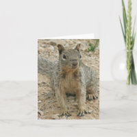squirel