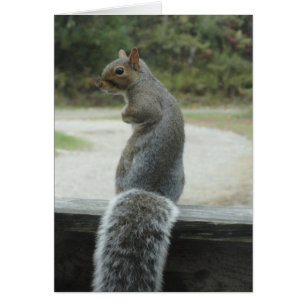 squirrel
