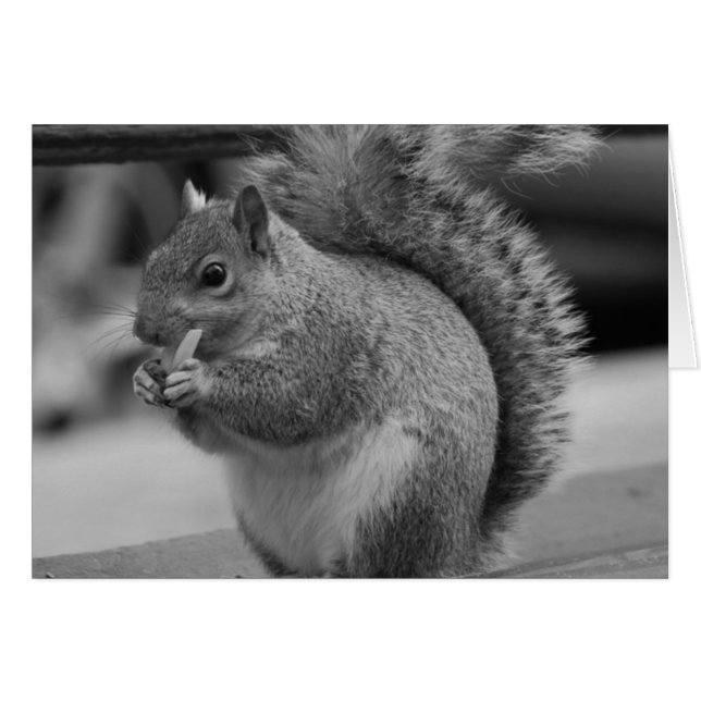 Squirrel (Front Horizontal)