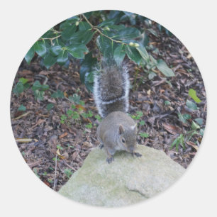 Squirrel #2 Stickers