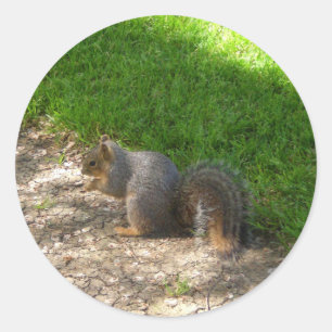 Squirrel #3 Stickers