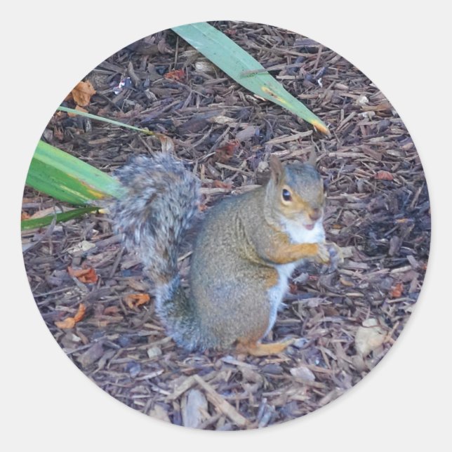 Squirrel #4 Stickers (Front)