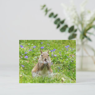 Squirrel Amongst Wild Violets Postcard