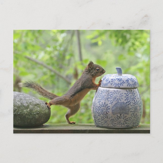 Squirrel and Cookie Jar Postcard (Front)