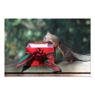 Squirrel and Open Present Photo Print
