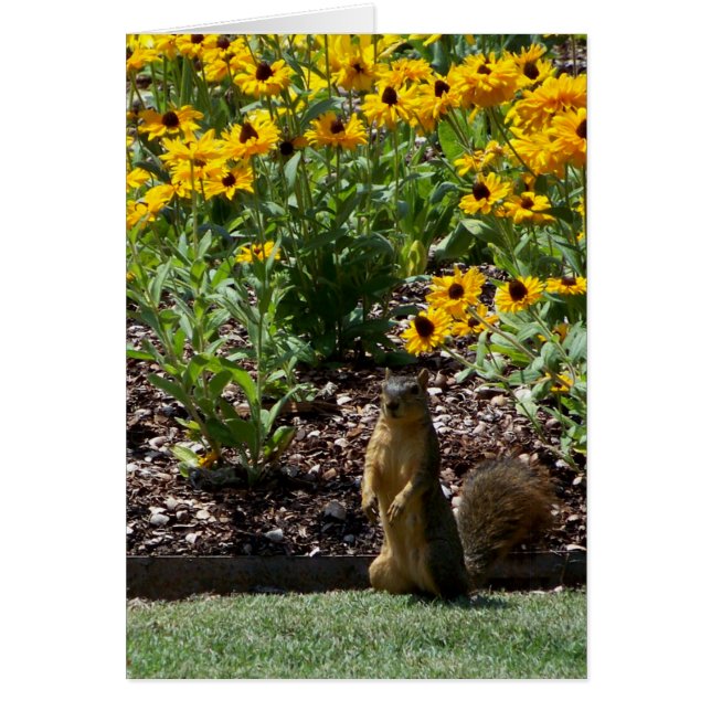 Squirrel and Sunflowers (Front)