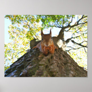 Squirrel at Rest Poster
