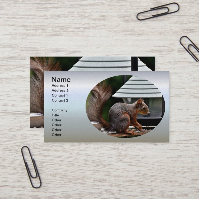 Squirrel at the Bird Feeder Business Card (Front/Back In Situ)