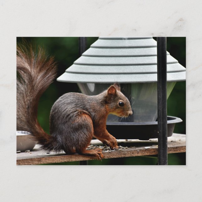 Squirrel at the Bird Feeder Postcard (Front)