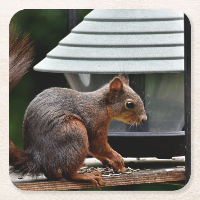 Squirrel at the Bird Feeder Square Paper Coaster (Front)