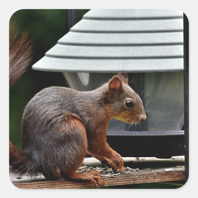 Squirrel at the Bird Feeder Square Sticker (Front)