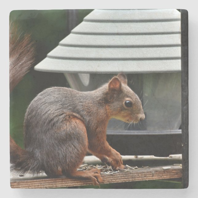 Squirrel at the Bird Feeder Stone Coaster (Front)