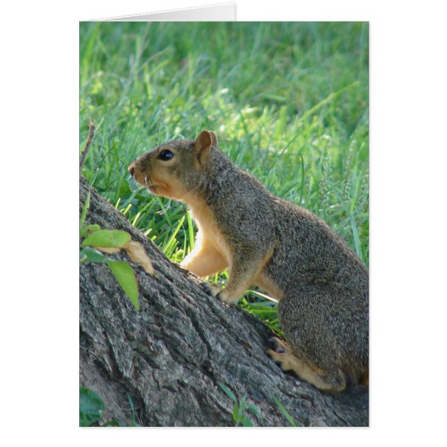 Squirrel at the Tree (Front)