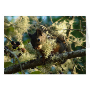 Squirrel Baby 2009