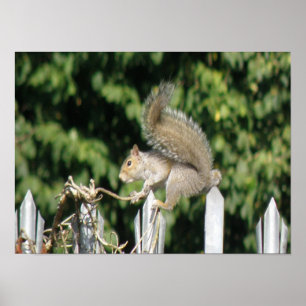 Squirrel balancing act Print