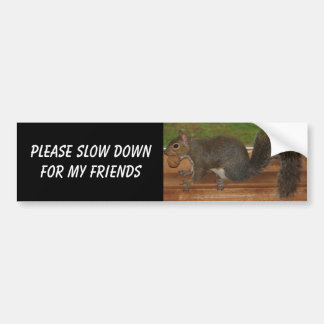 Squirrel bumper sticker