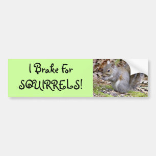 Squirrel Bumper Sticker