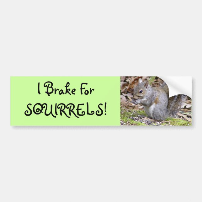 Squirrel Bumper Sticker (Front)