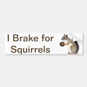 Squirrel Bumper Sticker