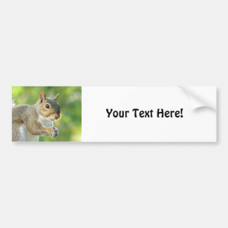 Squirrel Bumper Sticker
