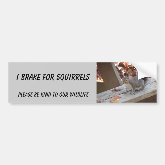 Squirrel bumper sticker featuring "Summer" (Front)