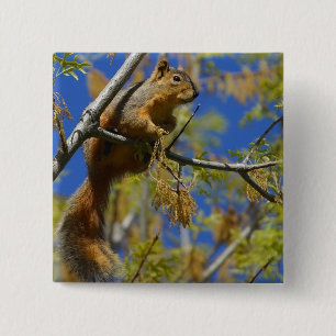 Squirrel button