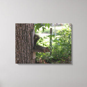 Squirrel Canvas Print