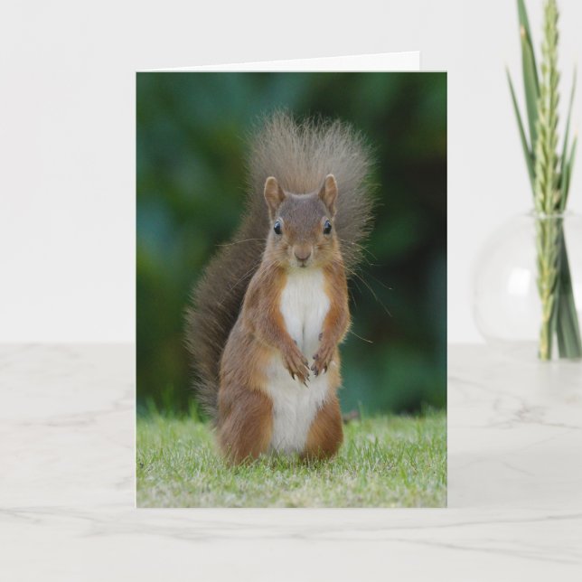 Squirrel Card (Front)