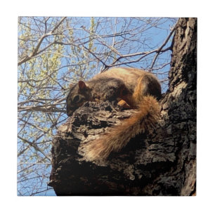 Squirrel Ceramic Tile