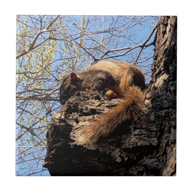 Squirrel Ceramic Tile (Front)
