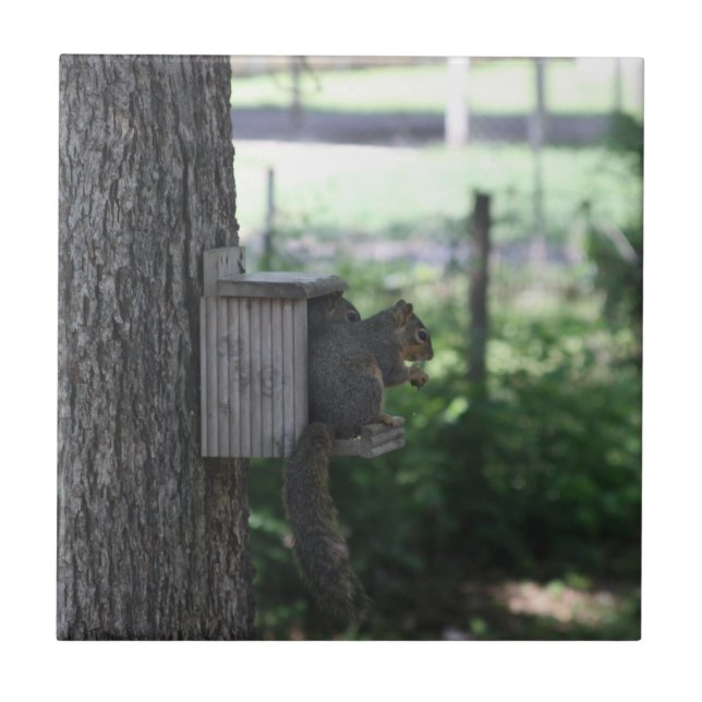 Squirrel Ceramic Tile (Front)