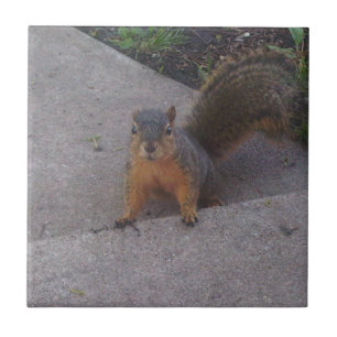 Squirrel Ceramic Tile