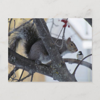Squirrel/Chickadee Postcard