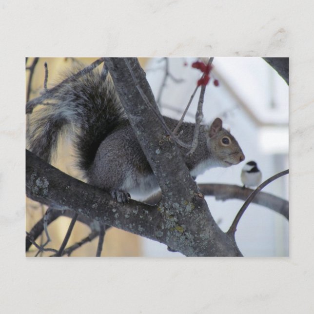 Squirrel/Chickadee Postcard (Front)