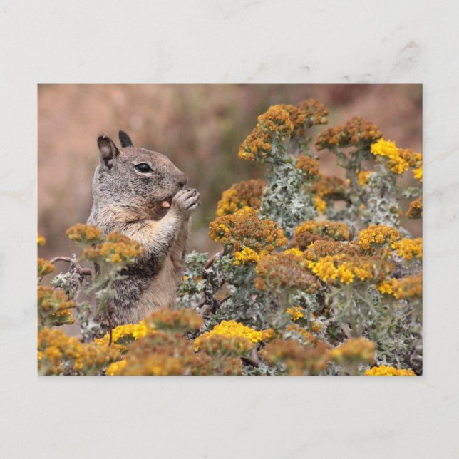Squirrel & Chipmunk Postcard (Front)
