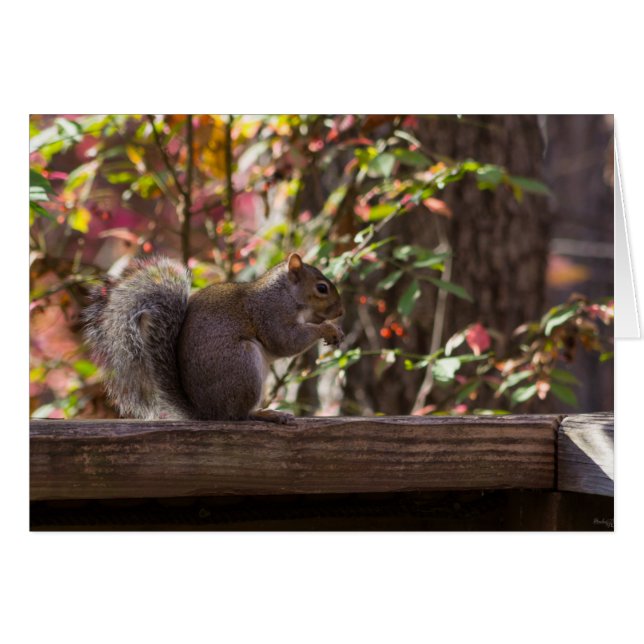 Squirrel Chow Time (Front Horizontal)