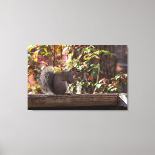 Squirrel Chow Time Canvas Print