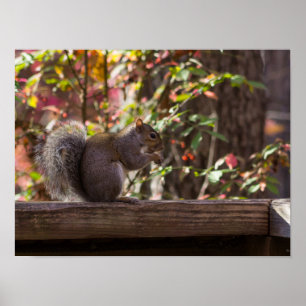 Squirrel Chow Time Poster