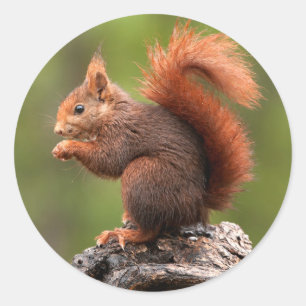 Squirrel Classic Round Sticker