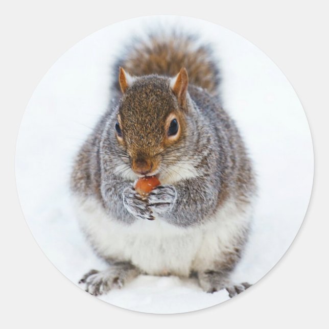 Squirrel Classic Round Sticker (Front)