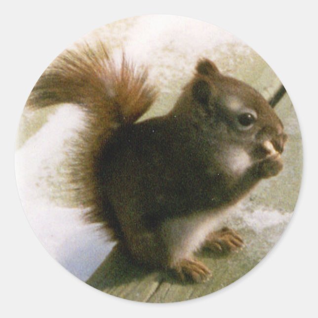 Squirrel Classic Round Sticker (Front)