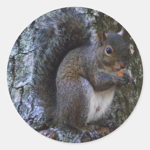 Image of Squirrel Classic Round Sticker